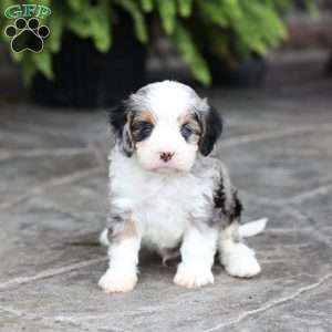 Mack, Cavapoo Puppy